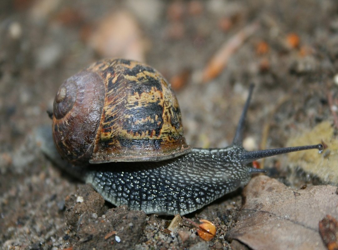 machine learning algorithms