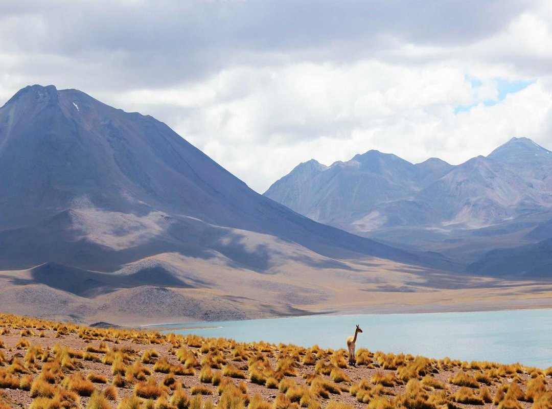 Your Action Plan: What to Do About a Pulsating Stomach