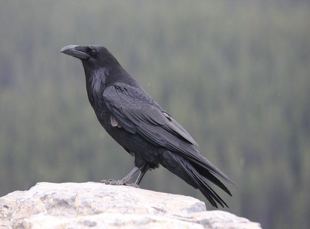 Thehakepad Special Settings by Thehake